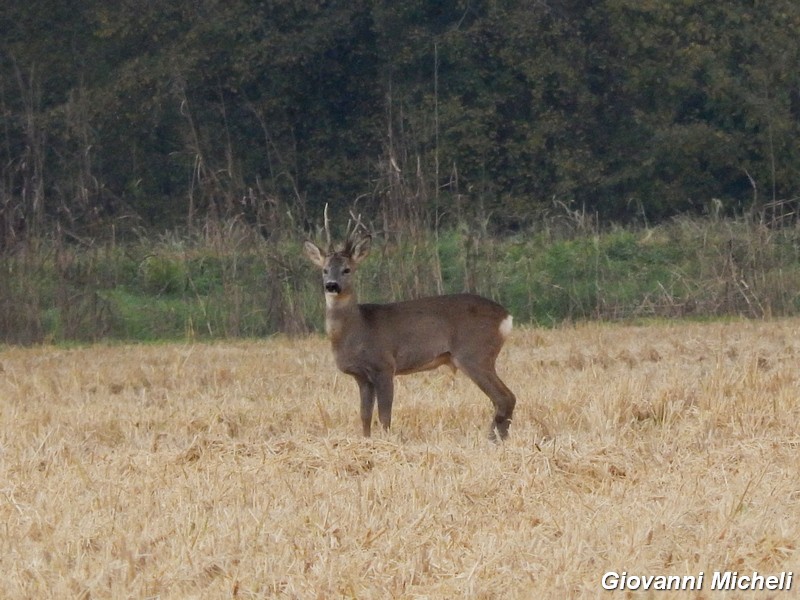 Caprioli nel Parco del Ticino